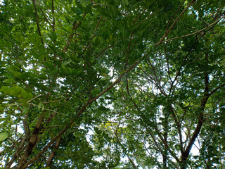 large tree branches in a city park
