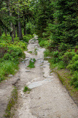 ein romantischer Waldweg mit seinen und felsen im Gebirge