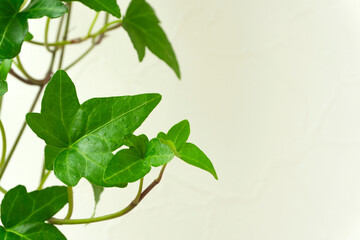 Star-shaped vine houseplant and white wall background material.  星形のつる性の観葉植物と白い壁の背景素材
