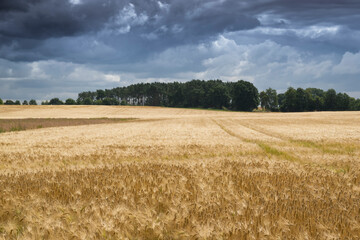 wheat field and stormy sky