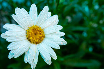 Fototapeta premium Daisy flower in the dew