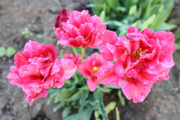 chic pink fluffy multi layered tulips on a flower bed in the garden in spring