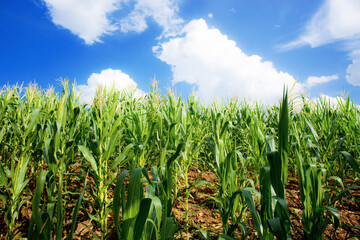 Corn field with blue sky.