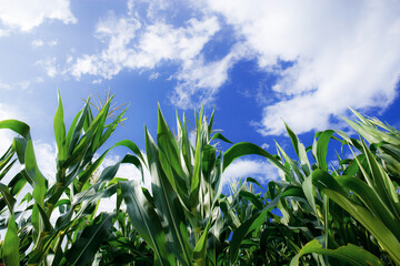 Corn tree with blue sky.