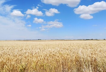 field of wheat