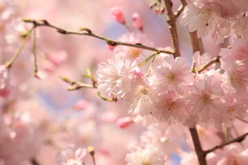 Spring  scenery around Kitanomaru Park in japan ,tokyo