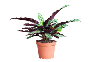 Calathea lancifolia Boom in brown plastic pot isoalted on white background included clipping path.