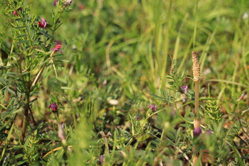 Spring  scenery around Kitanomaru Park in japan ,tokyo
