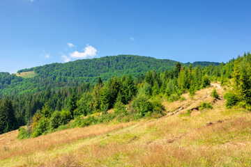 Fototapeta na wymiar grassy meadows of mountainous scenery in summer. idyllic mountain landscape on a sunny day. beech and spruce forests around