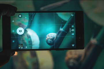 Schnecke / Smart Phone