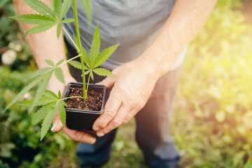 Fototapeta premium Man farmer hold hand marijuana bush green plant in pot. Cannabis plantation in sunlight