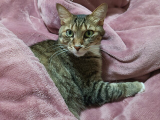 A cute cat with a pink blanket.