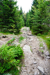 Fototapeta na wymiar ein romantischer Waldweg mit seinen und felsen im Gebirge
