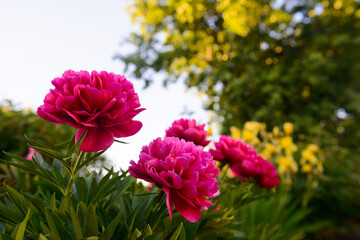 Bush of bright purple dahlias in the garden