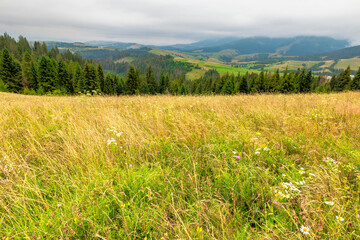landscape with grassy meadow. field on the hill beneath an overcast sky. countryside summer scenery...