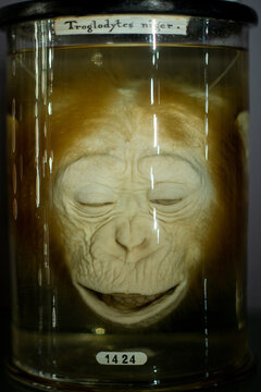 Head of a monkey inside a chloroform glass jar