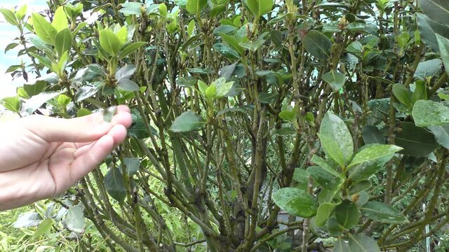 A gardener caring for a laurel in a botanical garden.