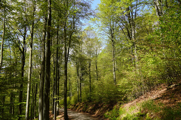 Buchenwald im Sonnenschein im Sommer
