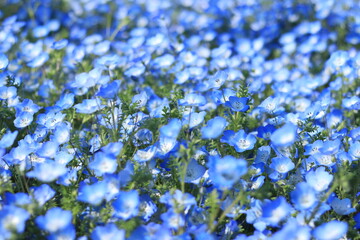 Nemophila flower field in the park ,japan,tokyo