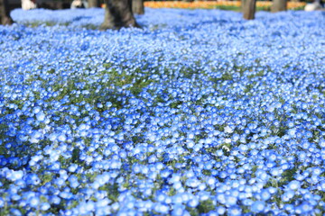 Nemophila flower field in the park ,japan,tokyo