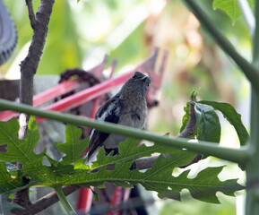 Thai bird at garden. Oriental Magpie Robin - Copsychus saularis standing on branch, Thailand.