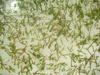 Obraz premium background of green leaves