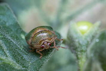 Green insects have a bad smell. It is a pest. Catching on the leaf