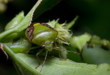 Green insects have a bad smell. It is a pest. Catching on the leaf
