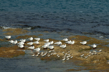 Seagulls fronting the 
