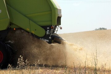 modern harvester harvesting field grain action