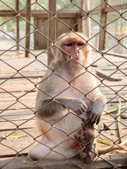 Monkey lock up behind metal cage. Animal right concept