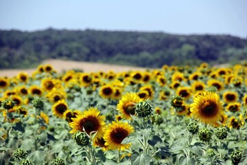 Obraz premium sunflower field summertime blue sky