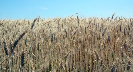 wheat field summertime blue sky