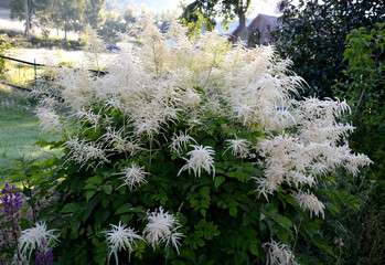 Aruncus dioicus, forest, is a beautiful, stout herb, our native. It grows to a height of up to 1m....
