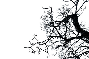 Silhouette dead tree isolated on white background with copy space. Death, lament, sad, grief, hopeless, and despair concept. Halloween day abstract background. Disgusting and disordered tree branches.