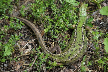closeup of a green gecko hiding and playing dead in the grass