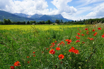 field of rapeseed and poppies by the mountains of the french Alps