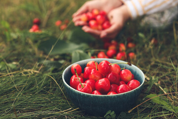 Bowl with sweet cherry in garden