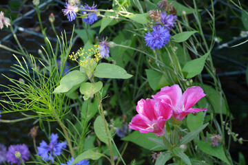 Blumenwiese im Garten, Insektenschutz
