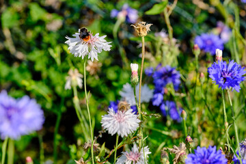 Blumenwiese im Garten, Insektenschutz