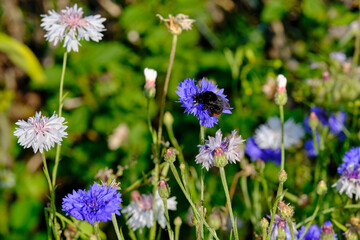 Blumenwiese im Garten, Insektenschutz