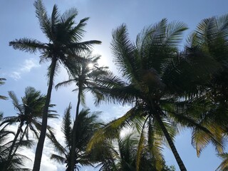 Fototapeta na wymiar Palmen vor blauem Himmel