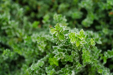 green moss on a tree