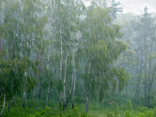 Heavy rain and wind in the birch forest, background