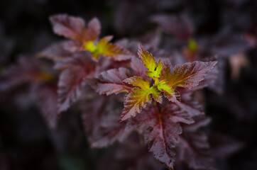 red maple leaves