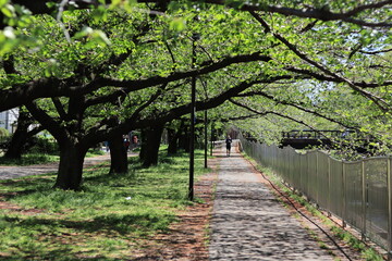 Fototapeta premium Colorful trees and flowers that signail the arrival of spring in the park,japan,tokyo 