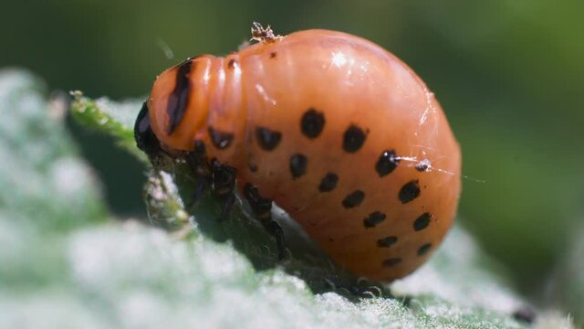 Colorado potato beetle larvae eats potato leaves, damaging agriculture