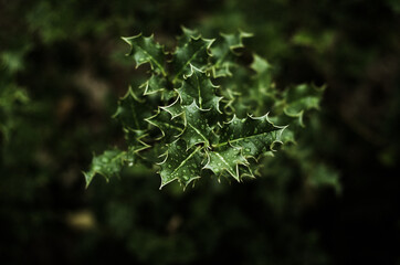 green leaf with dew