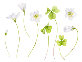 A set of watercolor elements for your design. Tender spring forest white flowers on stems with green leaves on a white background.