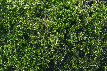 Beautiful green moss. Natural background or texture for your design, soft focus
